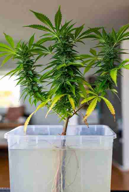 Compact indica cannabis in passive hydroponics cannabis system using Kratky method, roots dangling into clear nutrient reservoir in quiet apartment grow space for beginner no pump hydroponics marijuana