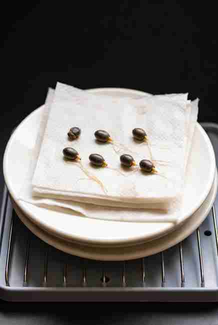 Germinated cannabis seeds using classic paper towel method for Spring Time Cannabis Germination with visible white taproots emerging on damp towels placed on plates over heat mat in dark setup