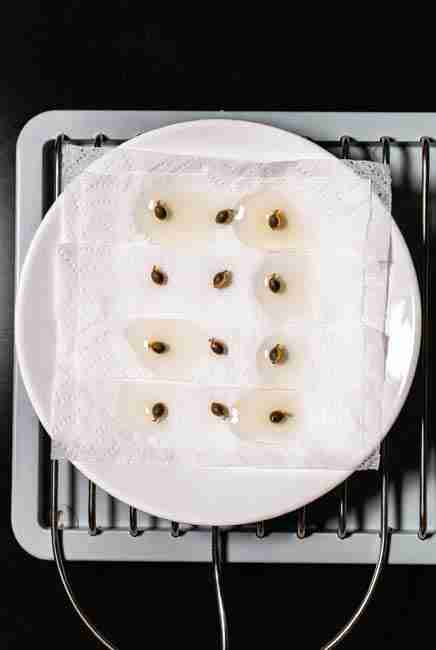 Classic paper towel method setup for Germinate Cannabis Seeds Spring showing damp paper towels with spaced hard dark cannabis seeds on a white plate over a seedling heat mat at 70 to 85 degrees
