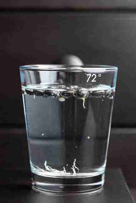 Simple glass of water trick for Germinate Cannabis Seeds Spring showing hard dark cannabis seeds soaking in clean room-temperature water at 72 degrees inside a clear glass with tiny bubbles and early white roots emerging in dark cabinet setup