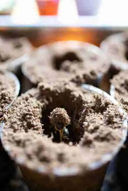 Close-up of hard dark cannabis seed just breaking through moist soil surface in small pot for Spring Time Cannabis Germination planted half inch deep with gentle pat and no transplant shock visible sprout pushing up