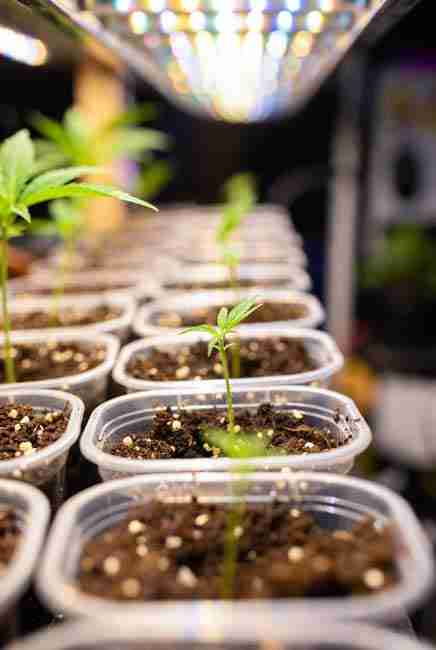 Small pots with cannabis seedlings planted directly in soil for Germinate Cannabis Seeds Spring under warm grow lights at 70 to 80 degrees showing first round leaves emerging in four to ten days with light airy draining soil