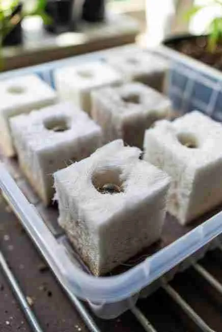 Rockwool cubes prepared for Germinate Cannabis Seeds Spring showing damp fibrous cubes in propagation tray with one hard dark cannabis seed placed in small hole after pH 5.5 soak and gentle squeeze