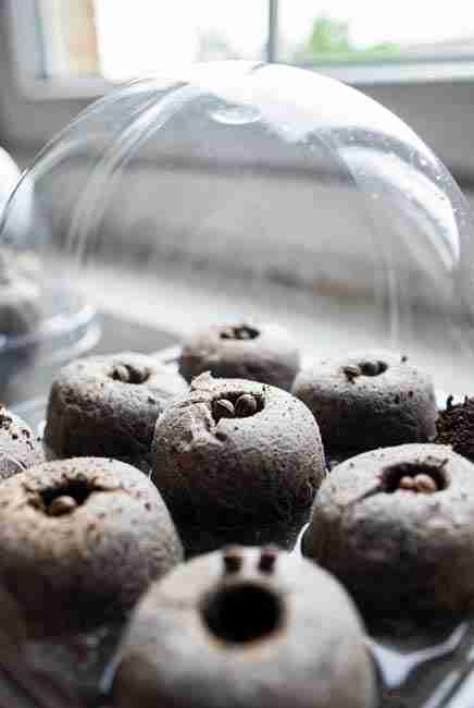 Expanded soil plugs setup for Spring Time Cannabis Germination with multiple hard dark cannabis seeds covered lightly in nutrient-rich plugs inside propagation tray with dome and visible even moisture for beginner success