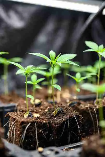 Strong young cannabis seedlings standing tall after germination under controlled lighting and light nutrient feeding for next steps in spring growing