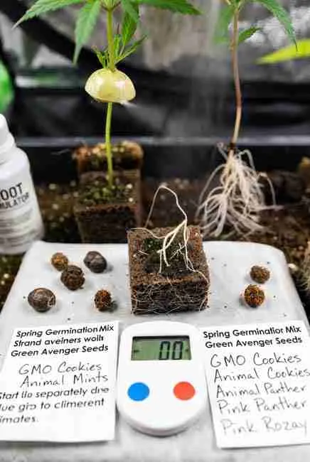 Practical setup showing extra germination tips for Germinate Cannabis Seeds Spring including clean tools, root stimulator, thermometer, strain labels from Green Avenger Seeds, and healthy sprouts in soil plugs with misting bottle