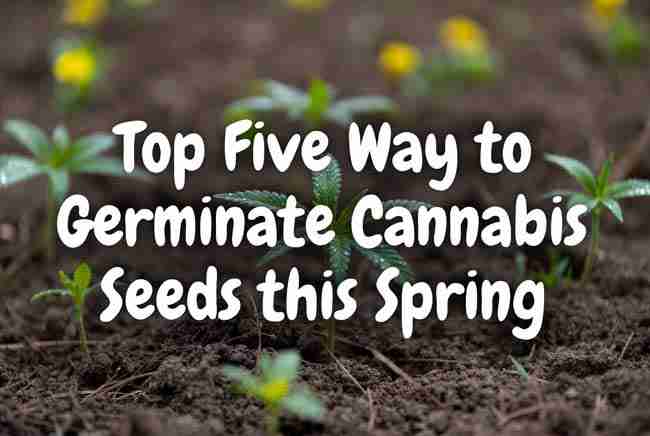 Spring Time Cannabis Germination soil plugs expanded discs with healthy cannabis sprouts in propagation tray with bubble text overlay