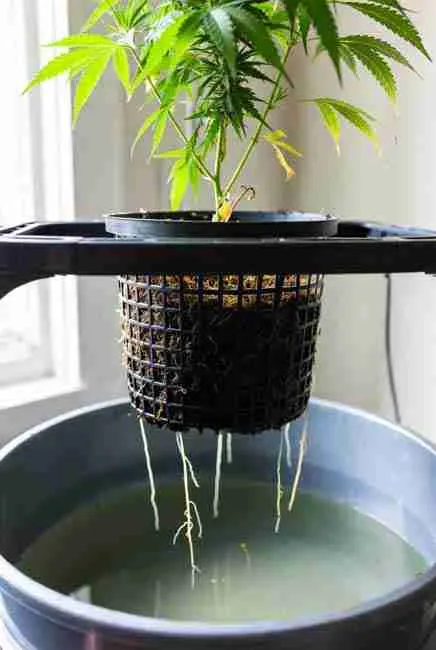 Close-up view of cannabis roots extending from net pot into nutrient solution in Kratky passive hydroponics system without pumps or air stones