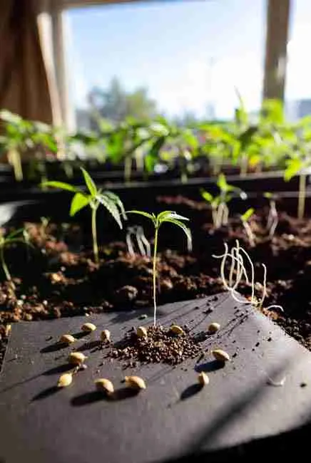 Close-up of fresh cannabis seeds germinating with tiny white taproots emerging on a sunny windowsill showing perfect warmth and humidity for Germinate Cannabis Seeds Spring