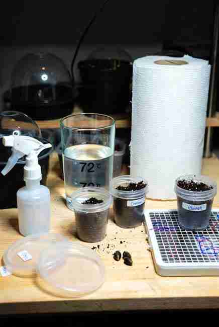 Essential supplies for Germinate Cannabis Seeds Spring laid out on wooden table with spray bottle, 72 degree water glass, paper towels, small soil pots, humidity domes, labels and real hard dark cannabis seeds ready for use