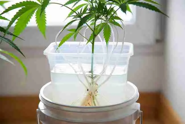 Kratky method cannabis setup with young plant in net pot suspended over nutrient water reservoir in 5-gallon bucket showing air gap and dangling roots for passive hydroponics