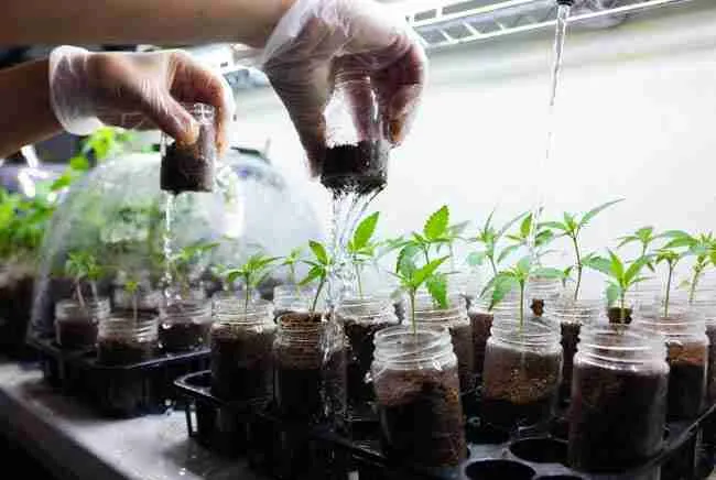 Transplanting tissue culture cannabis plantlets from jars into soil pots with humidity dome for successful acclimation and hardening off
