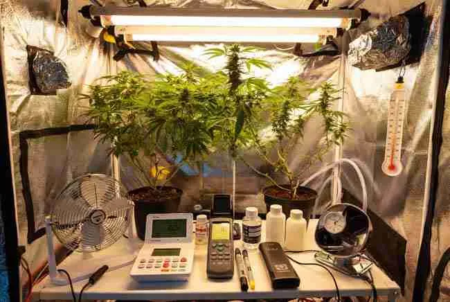Practical home cannabis grow tent setup with timers, fans, EC meter and nutrients used for environmental crop steering home grow techniques