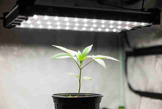 Cannabis seedling in pot with full-spectrum LED grow light positioned at ideal height above, proper distance, healthy compact plant, clean professional grow room photo