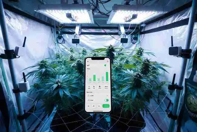 IoT Automation for Cannabis Grow Rooms 2027 – Affordable smart sensors and smartphone app controlling a professional indoor cannabis grow tent with healthy Green Avenger Seeds plants