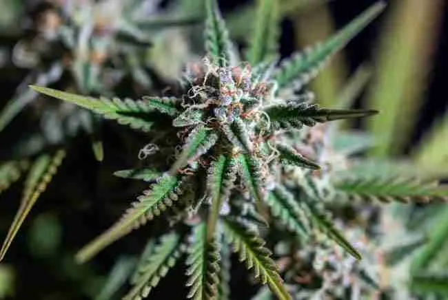 Macro close-up of sticky cannabis buds covered in sparkling trichomes showing enhanced terpenes and resin from veganic growing