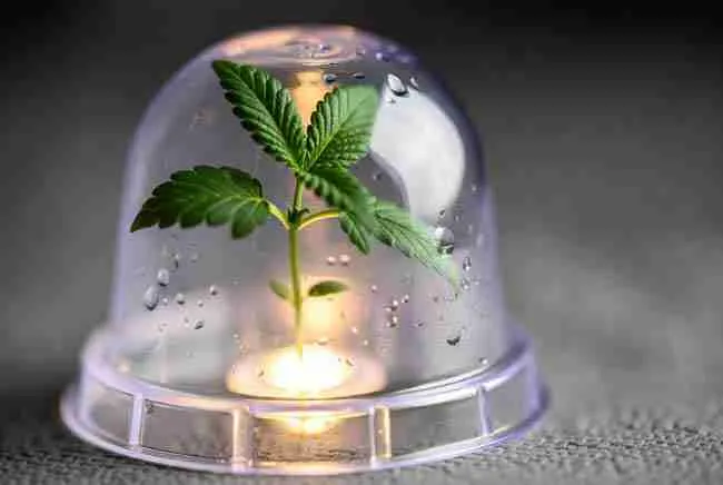 Young cannabis seedling protected inside clear humidity dome with soft warm glow and moisture droplets, cozy nurturing environment, professional growing photo