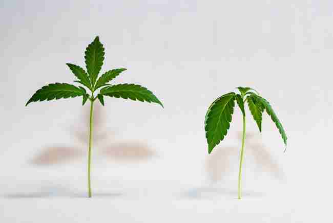 Side-by-side comparison of healthy upright cannabis seedling and slightly drooping overwatered seedling, clear visual contrast, clean white background, educational professional photo