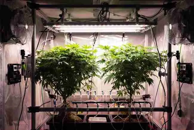 Fully automated cannabis grow tent system in operation with precision drip irrigation, smart fans, LED lighting, and environmental sensors maintaining optimal conditions for healthy plants