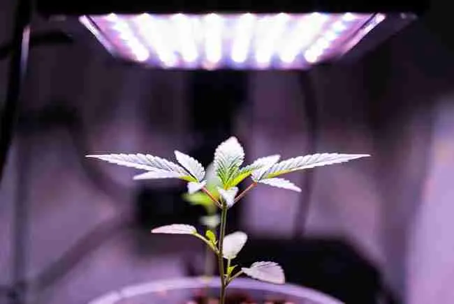 Young cannabis seedling under bright full-spectrum LED grow light with purple-white glow, healthy vibrant leaves, professional indoor cannabis growing photo