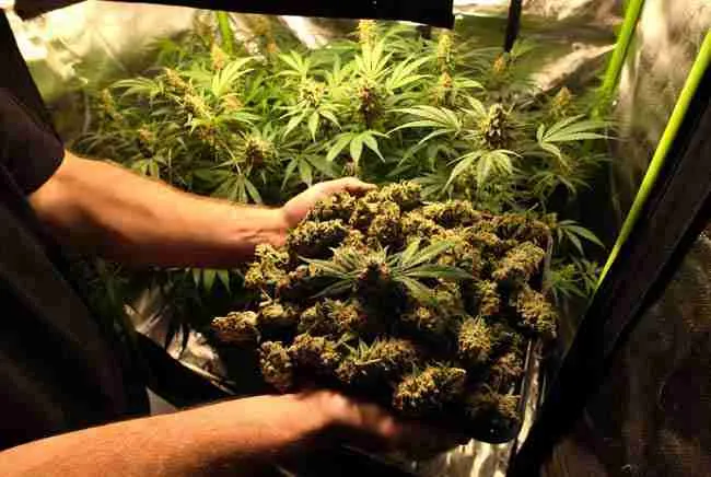 Successful cannabis grower holding a tray of premium dense buds after mastering VPD cannabis techniques and achieving bigger yields