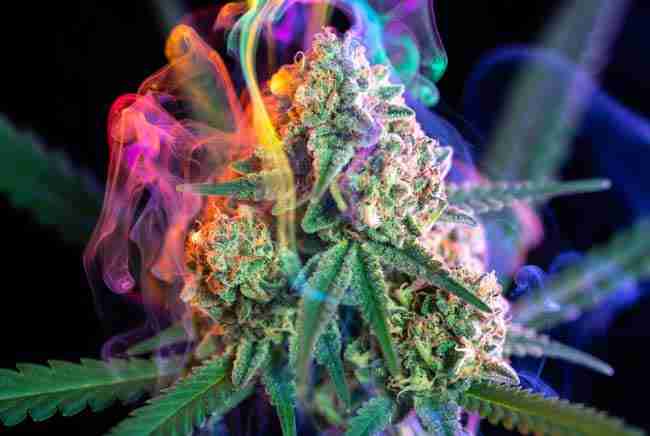 Cannabis buds with glowing compounds representing synergy and entourage effect