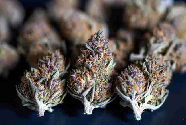 Beautiful display of colorful cannabis strains naturally high in flavonoids