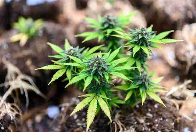 Premium Green Avenger Seeds cannabis genetics thriving in KNF living soil best practices