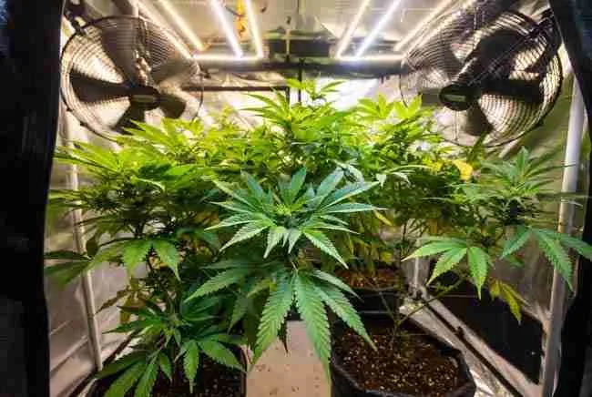 Cannabis plants using low stress training LST trellis and proper airflow combined with VPD management in a grow tent