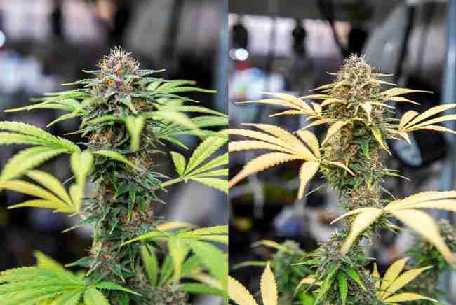 Healthy colorful cannabis plant next to stressed plant showing common growing mistakes