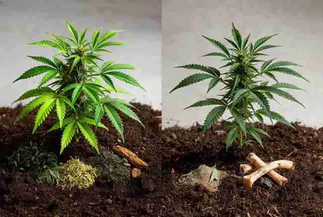 Split screen comparison of vibrant veganic cannabis plant versus traditional organic plant with animal-based fertilizers, showing cleaner greener growth on left side