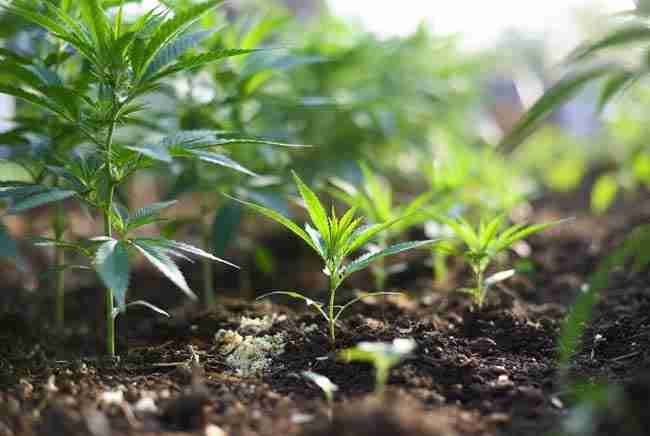 Healthy cannabis garden in living soil for KNF cannabis FAQ section