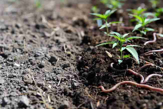 Soil transformation from synthetic to full KNF living soil with healthy cannabis plants