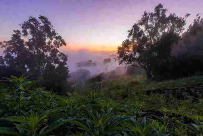 San Francisco Bay Area cannabis garden at dusk with young Girl Scout Cookies plants in misty hills