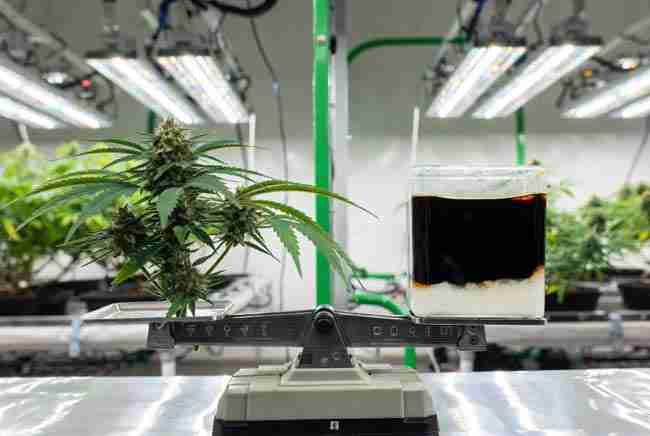 Pros and cons of using chitosan as natural biostimulant for cannabis plants