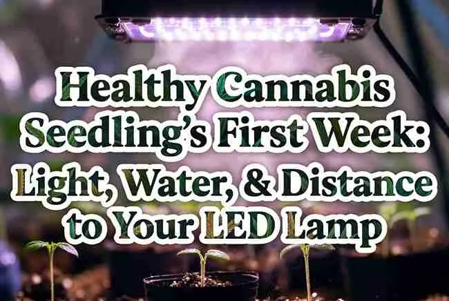 Cannabis seedling first week under LED grow light with water droplets and article title overlay