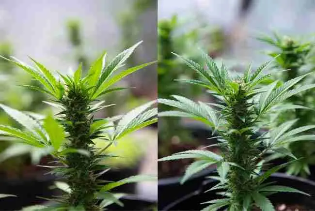 Chitosan compared to silica and kelp as organic boosters for cannabis cultivation