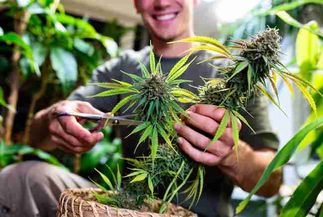 Nutrient deficiency comparison on Girl Scout Cookies leaves – healthy vs yellowing from cal-mag shortage