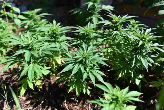 Thriving cannabis garden illustrating pros of KNF natural farming method