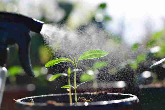 Fine mist being sprayed from bottle onto young cannabis seedling leaves with water droplets, fresh and gentle watering, vibrant greens, professional cultivation photography