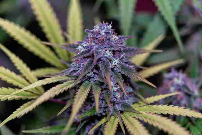 Stunning purple cannabis buds highlighting anthocyanin coloration