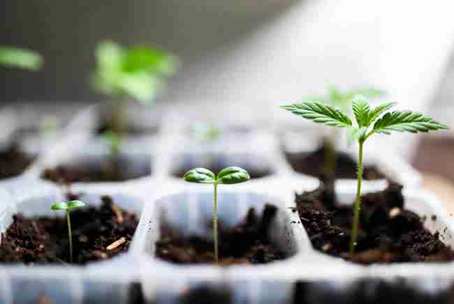 Cannabis seedlings at different early growth stages in seed tray showing progression from sprout to first true leaves, vibrant greens, clean professional cultivation photography