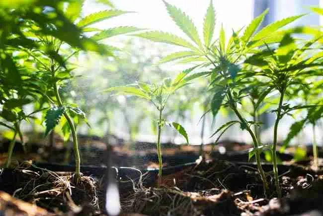 Precise mixing ratios and schedules for chitosan foliar spray and root drench on cannabis