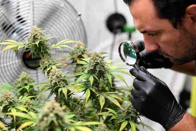 Happy cannabis grower harvesting mature Girl Scout Cookies plant with scissors and basket full of fresh buds
