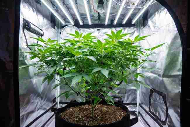 Variety of Girl Scout Cookies phenotypes buds including Thin Mint and Platinum cuts displayed on wooden table