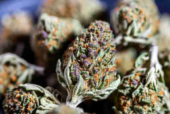 Engaging colorful cannabis buds with inquisitive composition for FAQ section