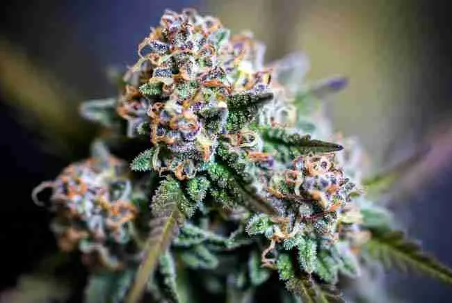 Dense cannabis buds with heavy trichome and resin production from perfect VPD cannabis conditions and optimal growing environment