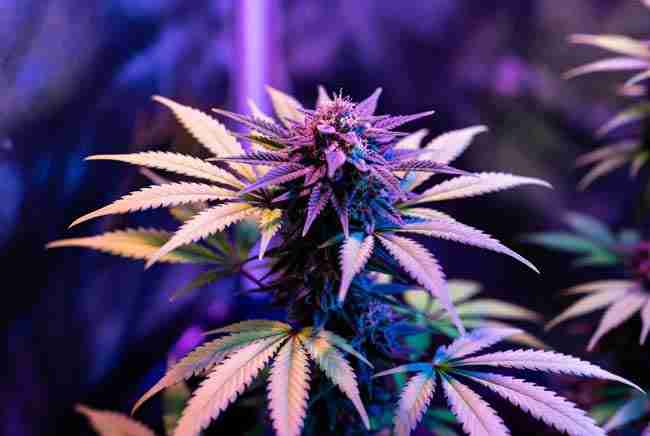Cannabis plant under grow lights with cool temperature purple buds