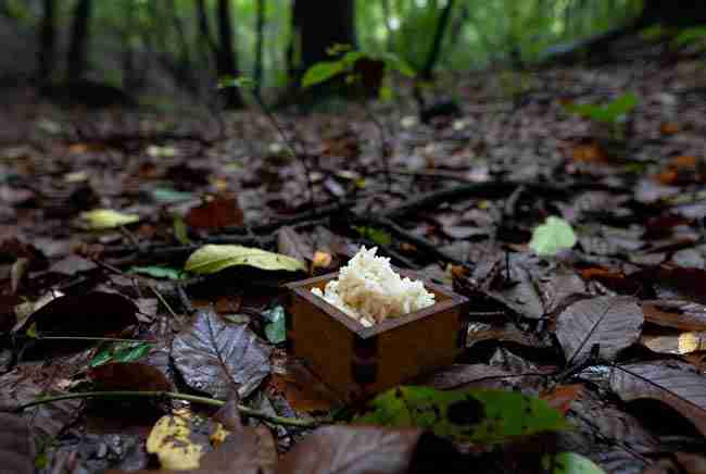 Forest floor setup with rice in wooden box for collecting indigenous microorganisms IMO in KNF cannabis