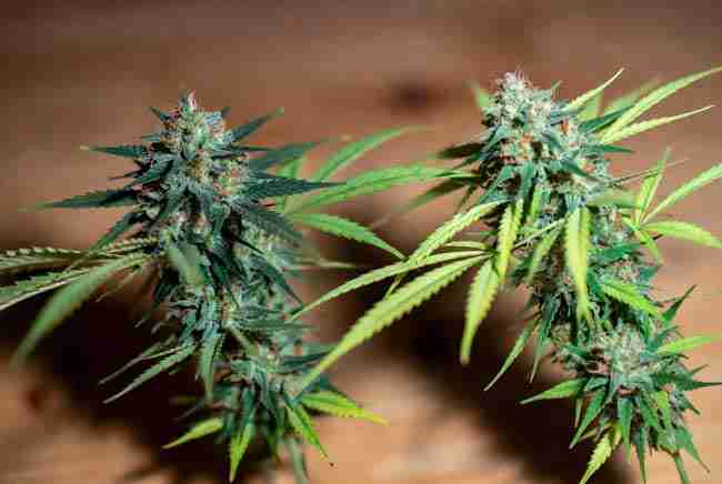 Outdoor Girl Scout Cookies cannabis plants in full sun with natural Bay Area background